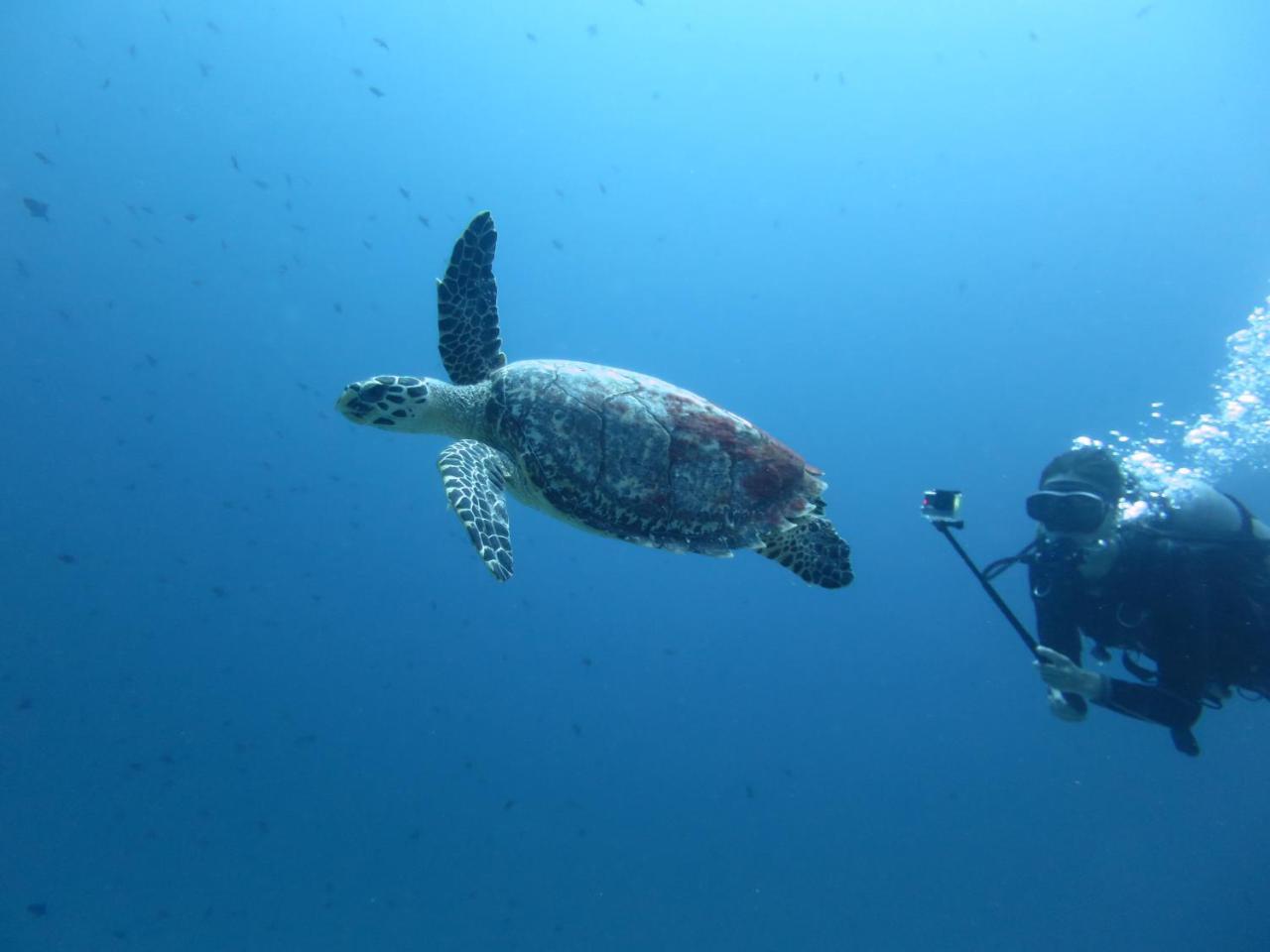 South Ari Dive Center Ξενοδοχείο Dhangethi Εξωτερικό φωτογραφία