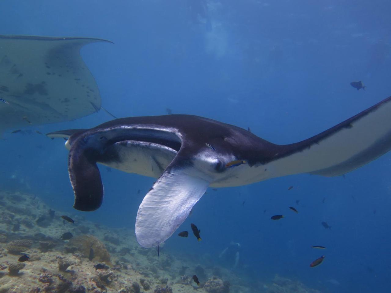 South Ari Dive Center Ξενοδοχείο Dhangethi Εξωτερικό φωτογραφία